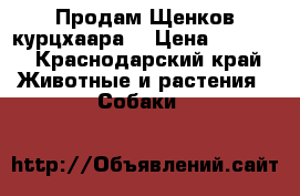 Продам Щенков курцхаара  › Цена ­ 3 000 - Краснодарский край Животные и растения » Собаки   